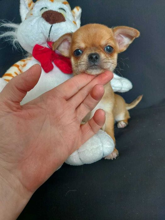 Продаю щенков чихуахуа