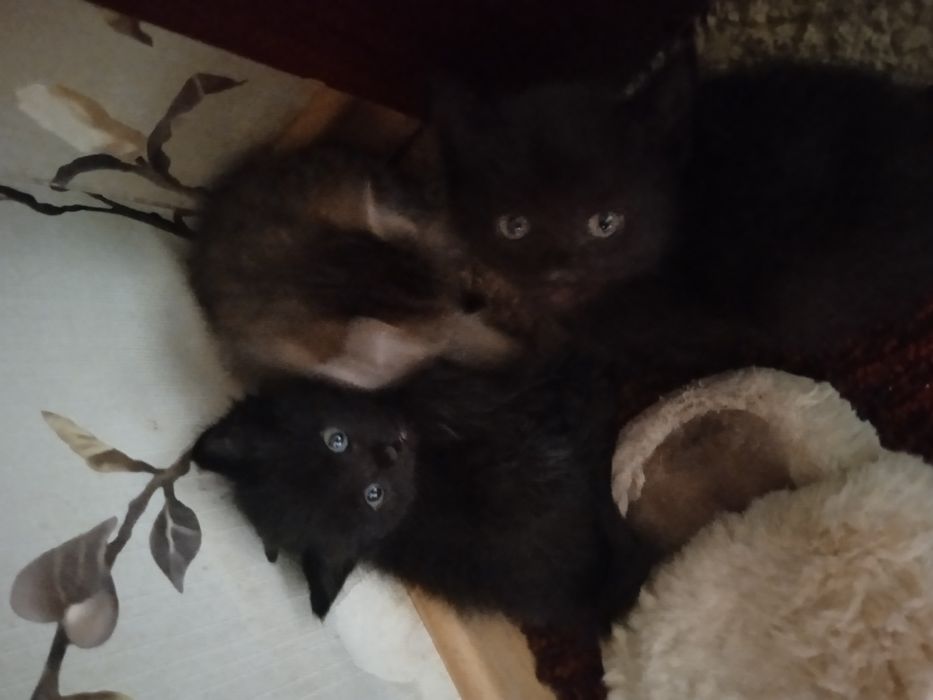 Отдам котят даром