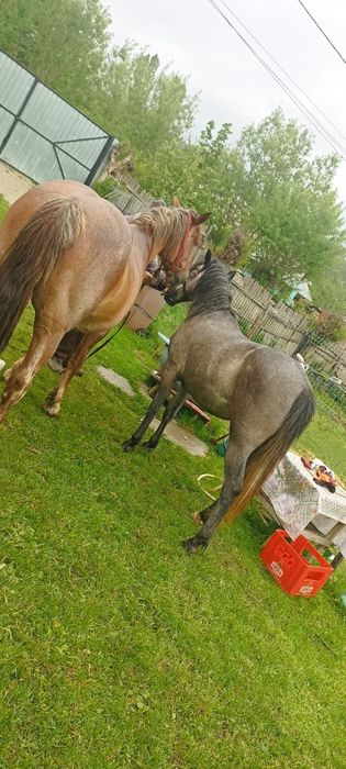 Vând iapa cu mânză