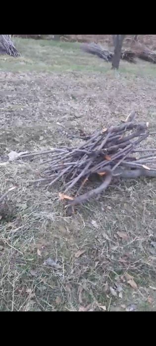 Утин сотилади шохини боги 15 минг сум югони кундаси 1милён бешюзминг