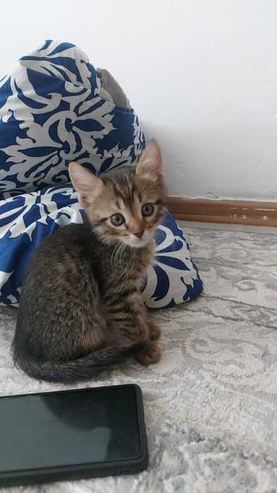 Котенок в добрые руки