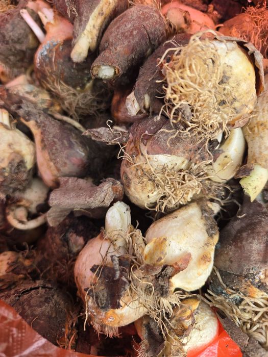 Луковицы тюльпанов