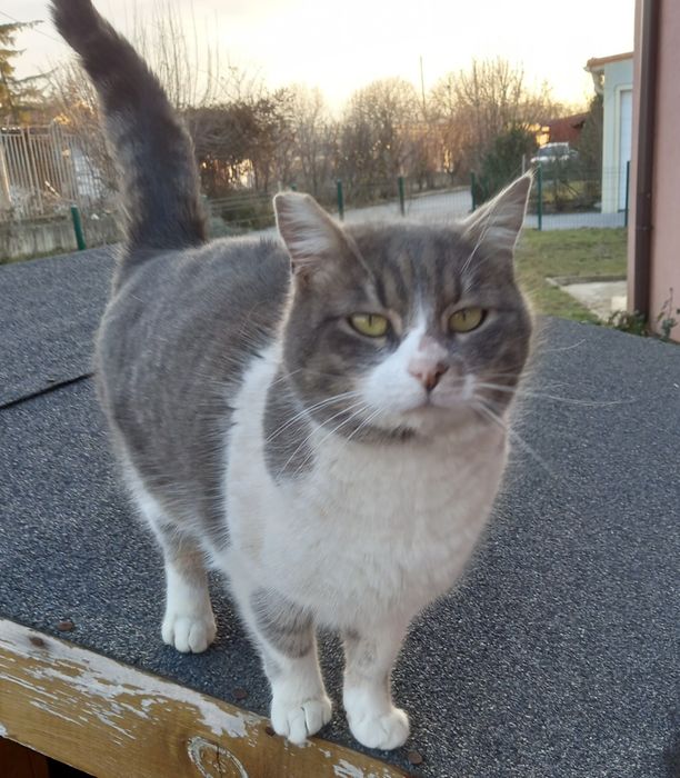 Котета на 8 месеца