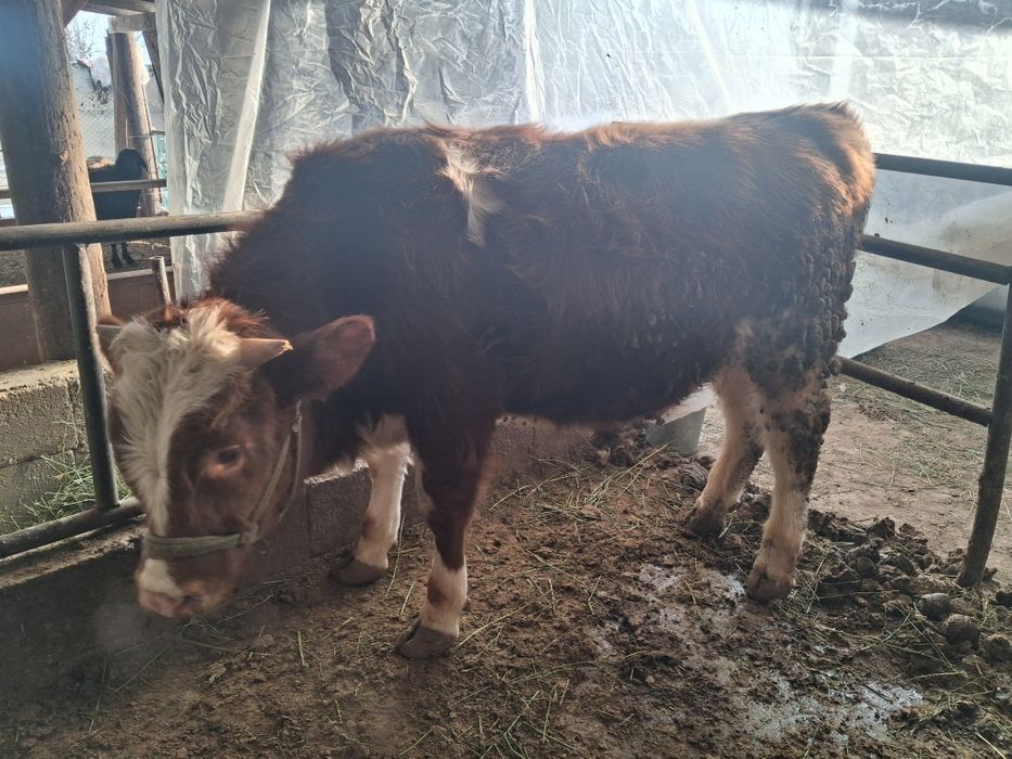 Продам бычка симментал