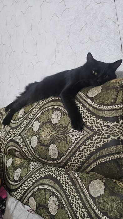 молодой кот в добрые руки