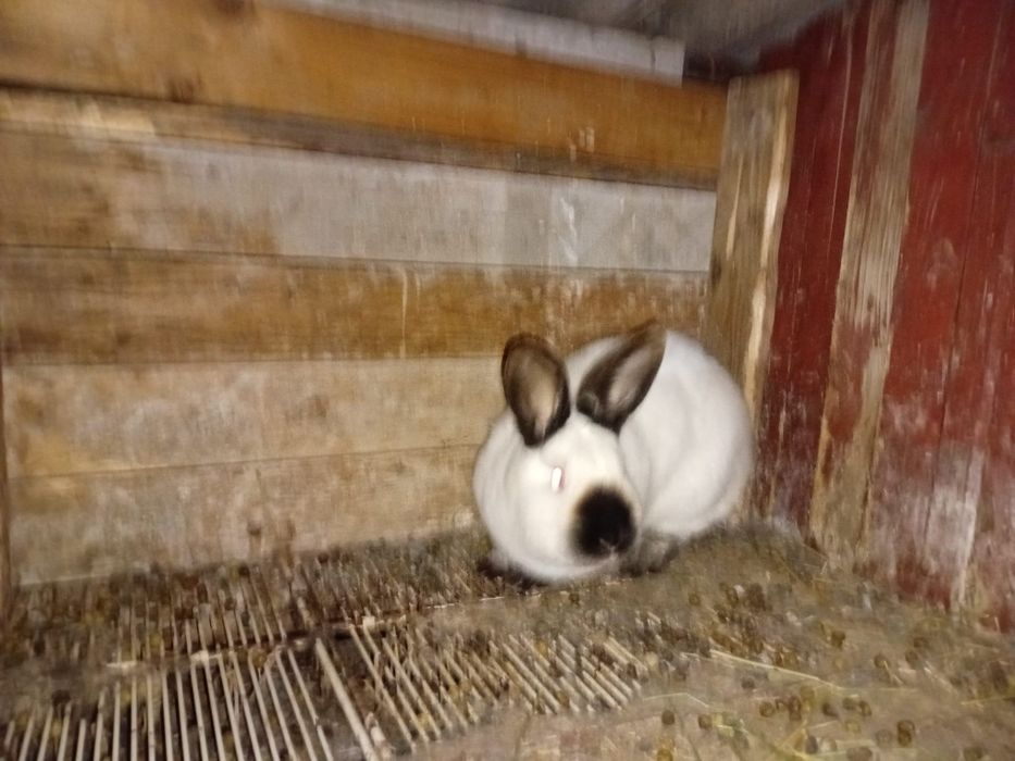 Iepuraoaica de californian