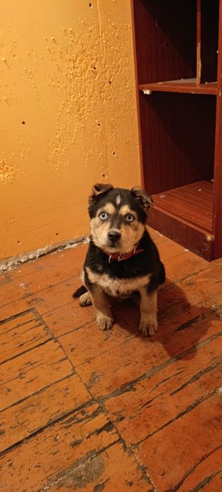 Отдам  щенка в добрые руки