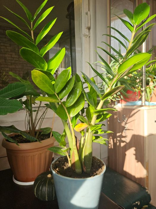 Домашний цветы разные
