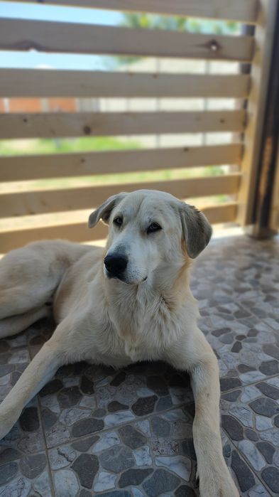 Dau spre adoptie