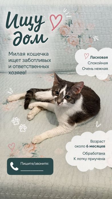 Кошечка Лиза в добрые руки
