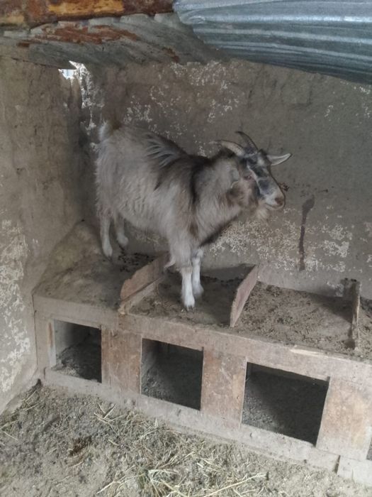 Заненский теке. Ешкилер сатылады