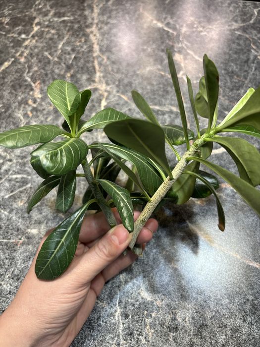 Адениум (роза пустыни) черенки