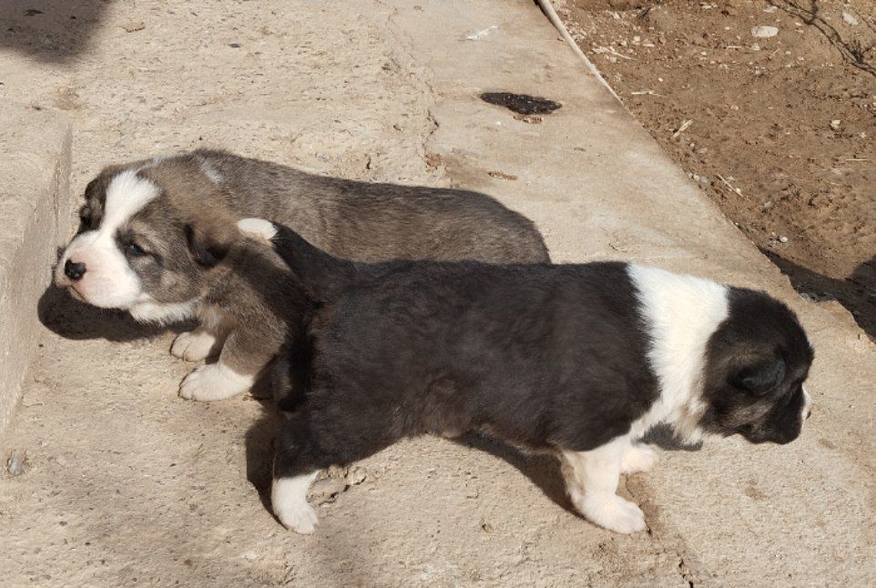 Чўпон тоғни кучуклари сотилади.