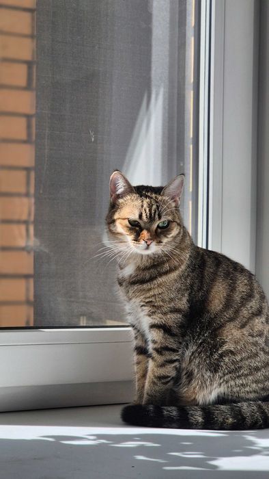 Кошка отдам в хорошие руки