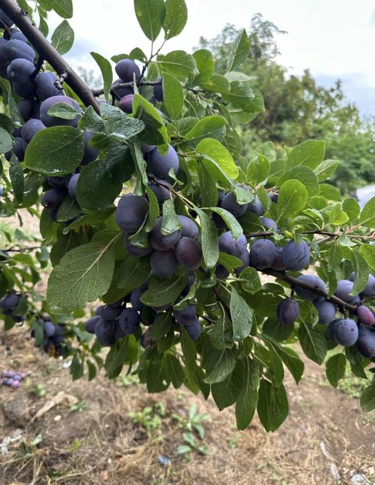 Vând prune de țuică  sau pălincă