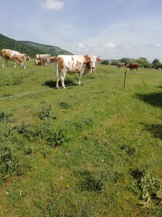 Junincă de vânzare