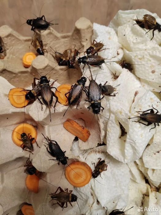 Сверчек живой кормовой