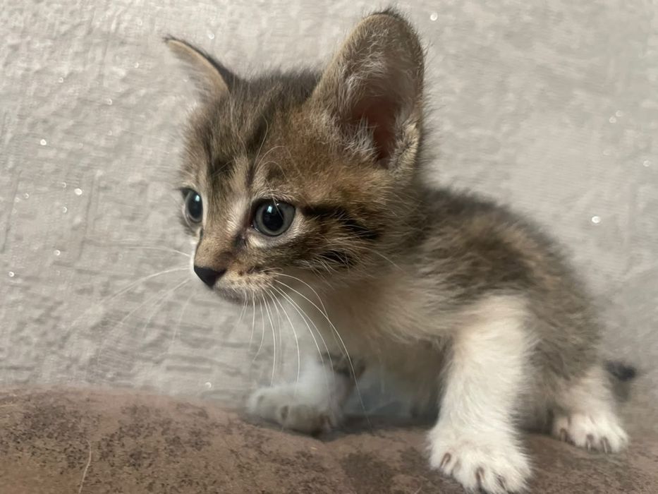 Котята красивые и ручные