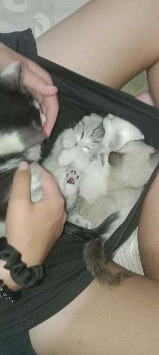 Отдаю котят бесплатно