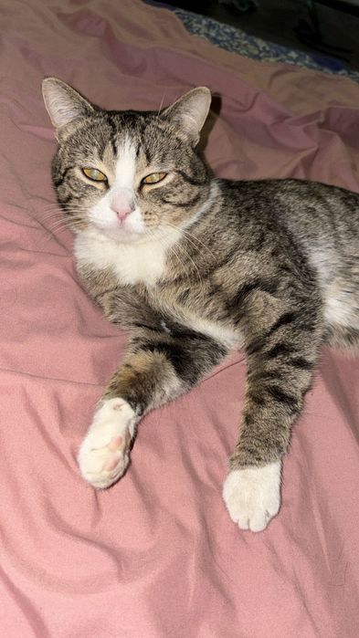 Котенок в добрые руки