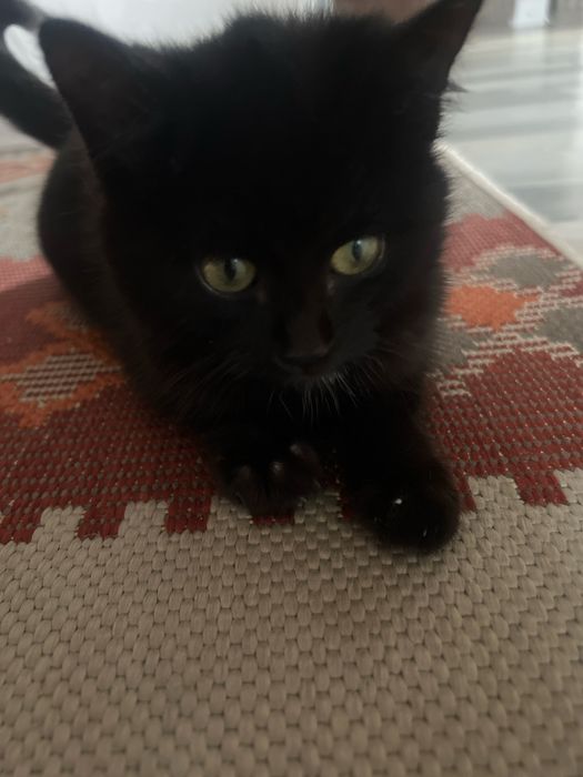 Котенок очень спокойный