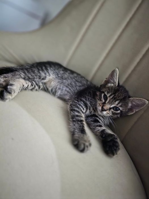 Отдам котенка даром