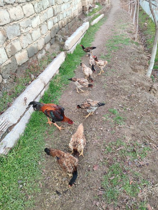 Joʻja mokilar sotiladi 8 dona tuxum berib boshladi manzil Termiz tuman