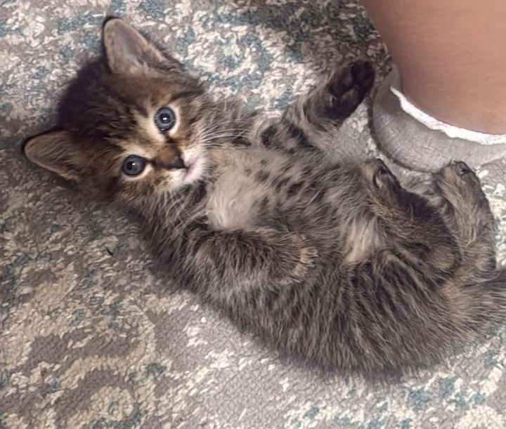 Отдам маленького котенка