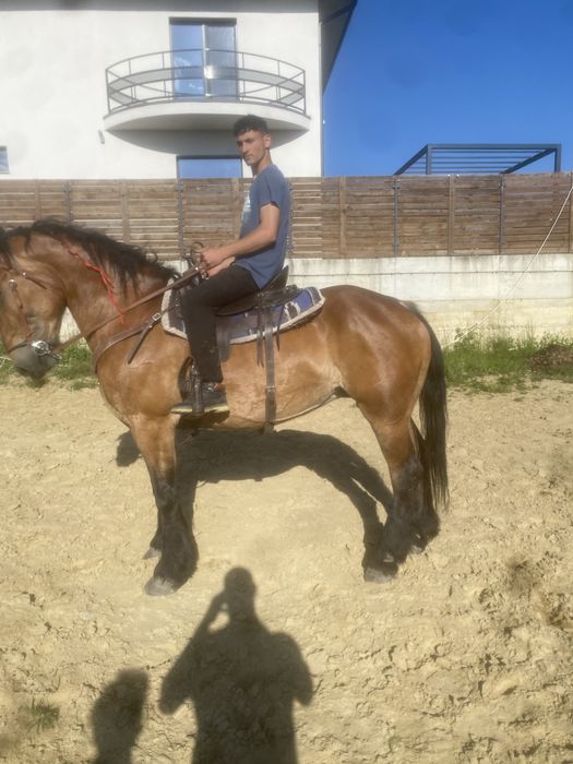 Vand iapa echitatie