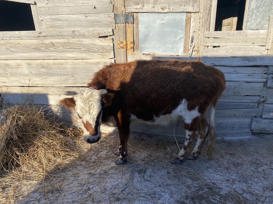 Сиыр малы, баспақтар