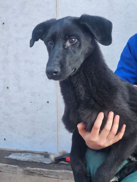 Пристраивается в хорошие руки собачка