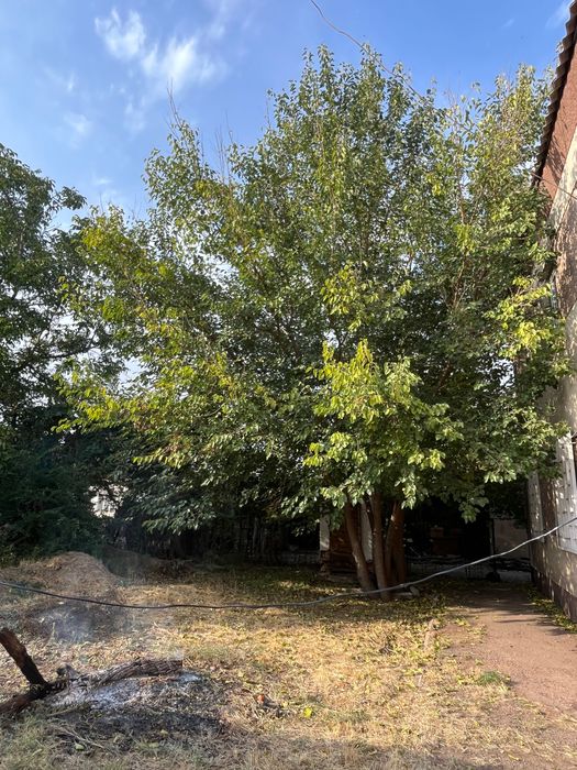 Тұт ағашы (тутовре дерево, шелковица)