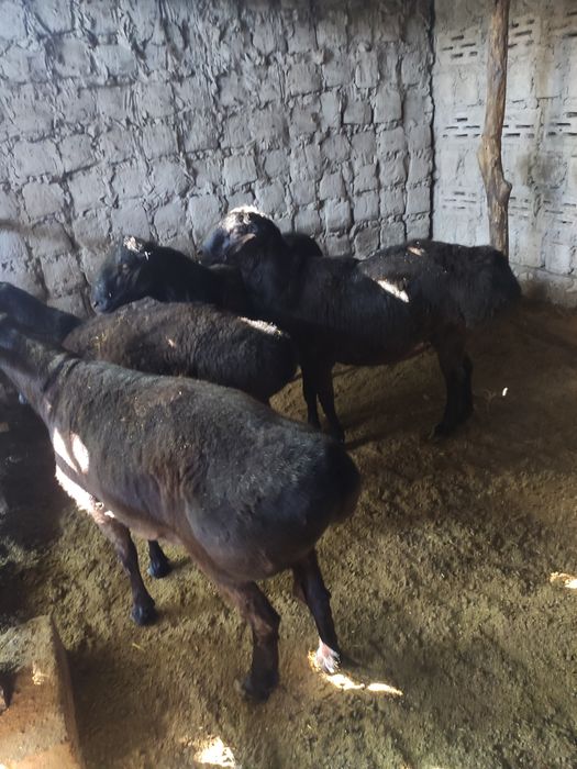 Aqiqaga qochqorlar sotiladi