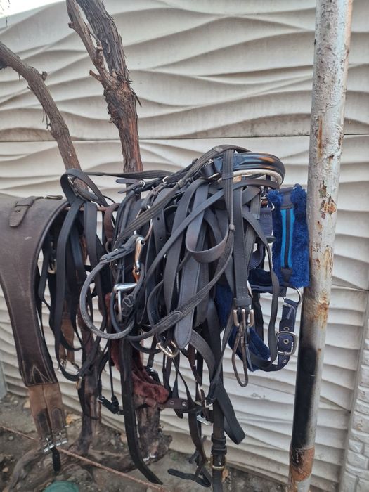 Hamuri complete frizieni