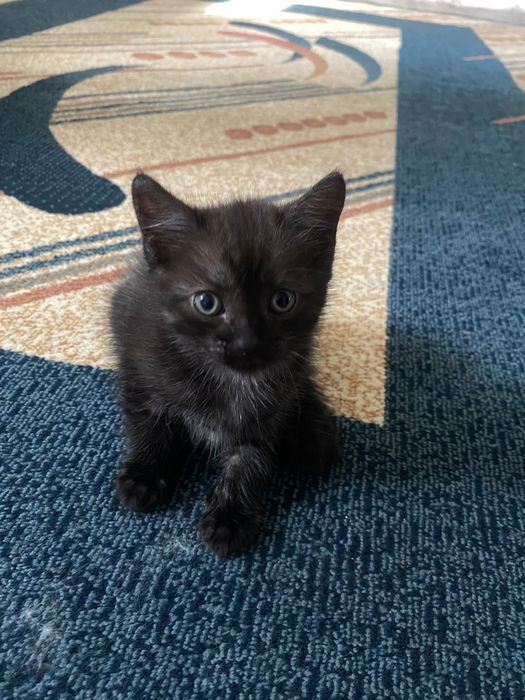 Отдам котят. В добрые руки.