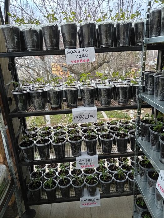 Разсад домати, краставици,пипер, люти чушки, броколи, червено цвекло,