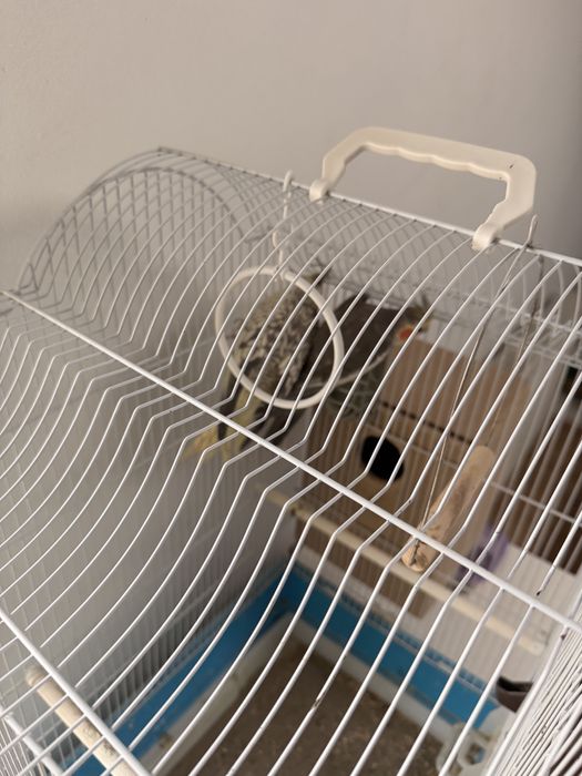 Vand Papagali, pereche nimfe