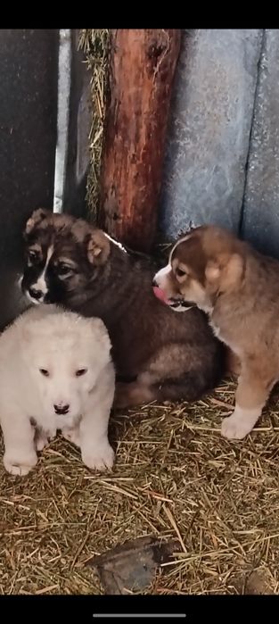 Алабай күшіктер 3-ұрғашы тяж