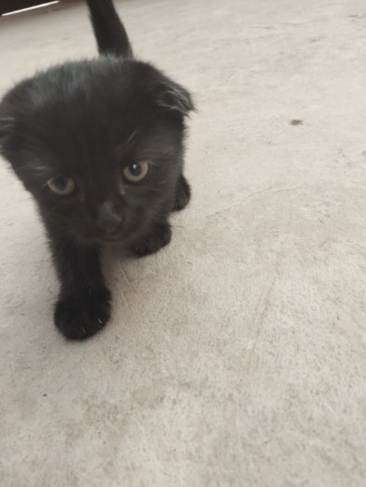 Shatlan mushuk bolalari