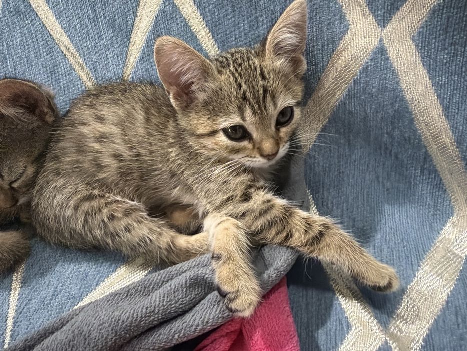 Отдам котят в добрые руки