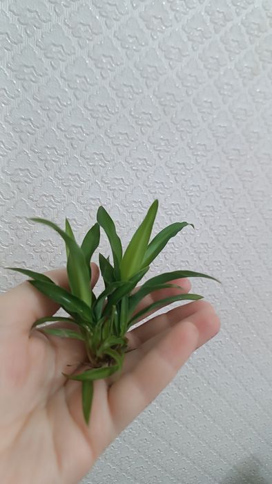 Хлорофитум (детки)