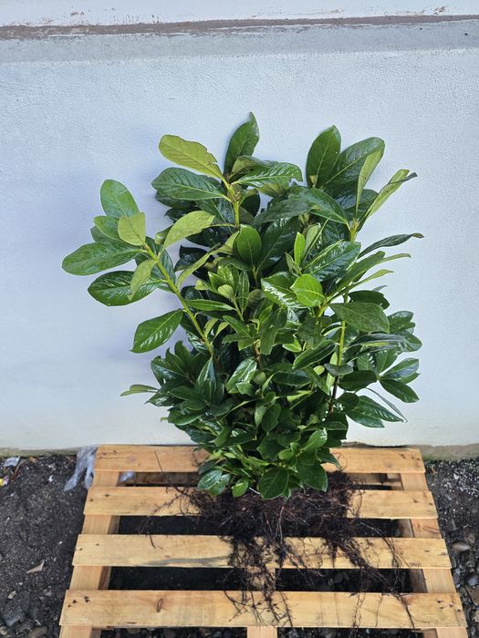 Laur Englezesc NOVITA 60-80cm - Ramificat - Prumus Laurocerasus