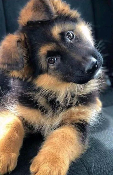 Передержка собак на длительные сроки