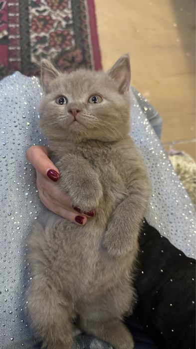 Срочно продаются британские котята чистокровные
