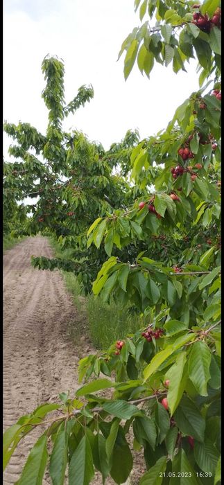 Продава се Земеделски имот в София, Надежда 4 -  кв.м за 2040 €/дка - Снимка #5