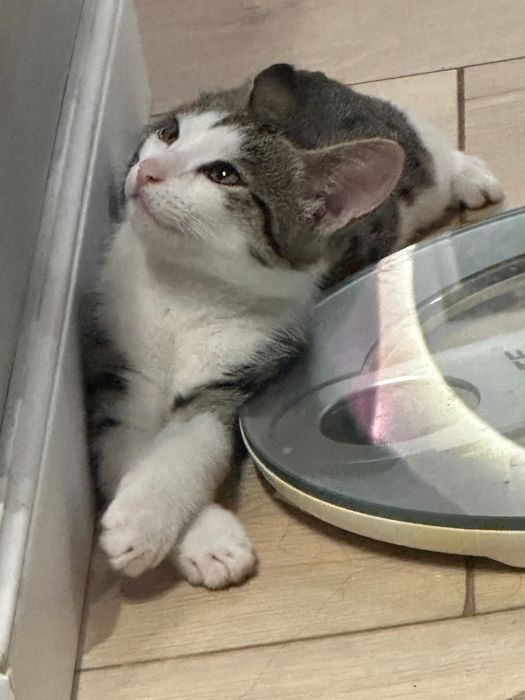 Котенок бесплатно