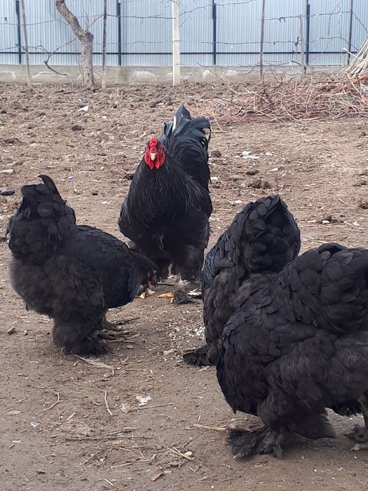 Vând găini rasă Brahma.