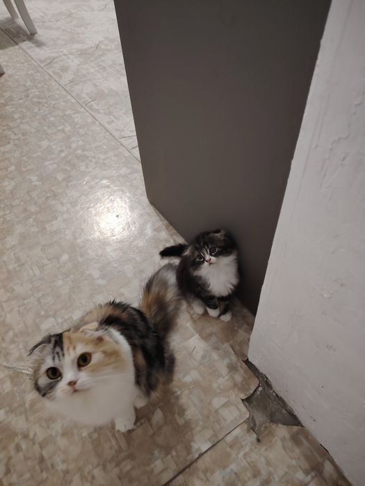 Отдам  вислоухую кошечку