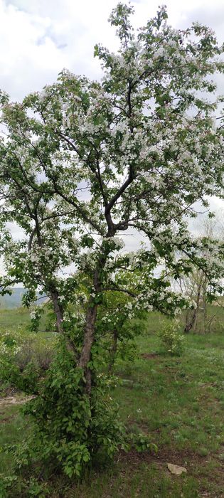 Продаём дача , живописное место