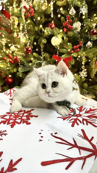 Fetita British Shorthair Chinchilla Silver Superba! Felisa Autorizata